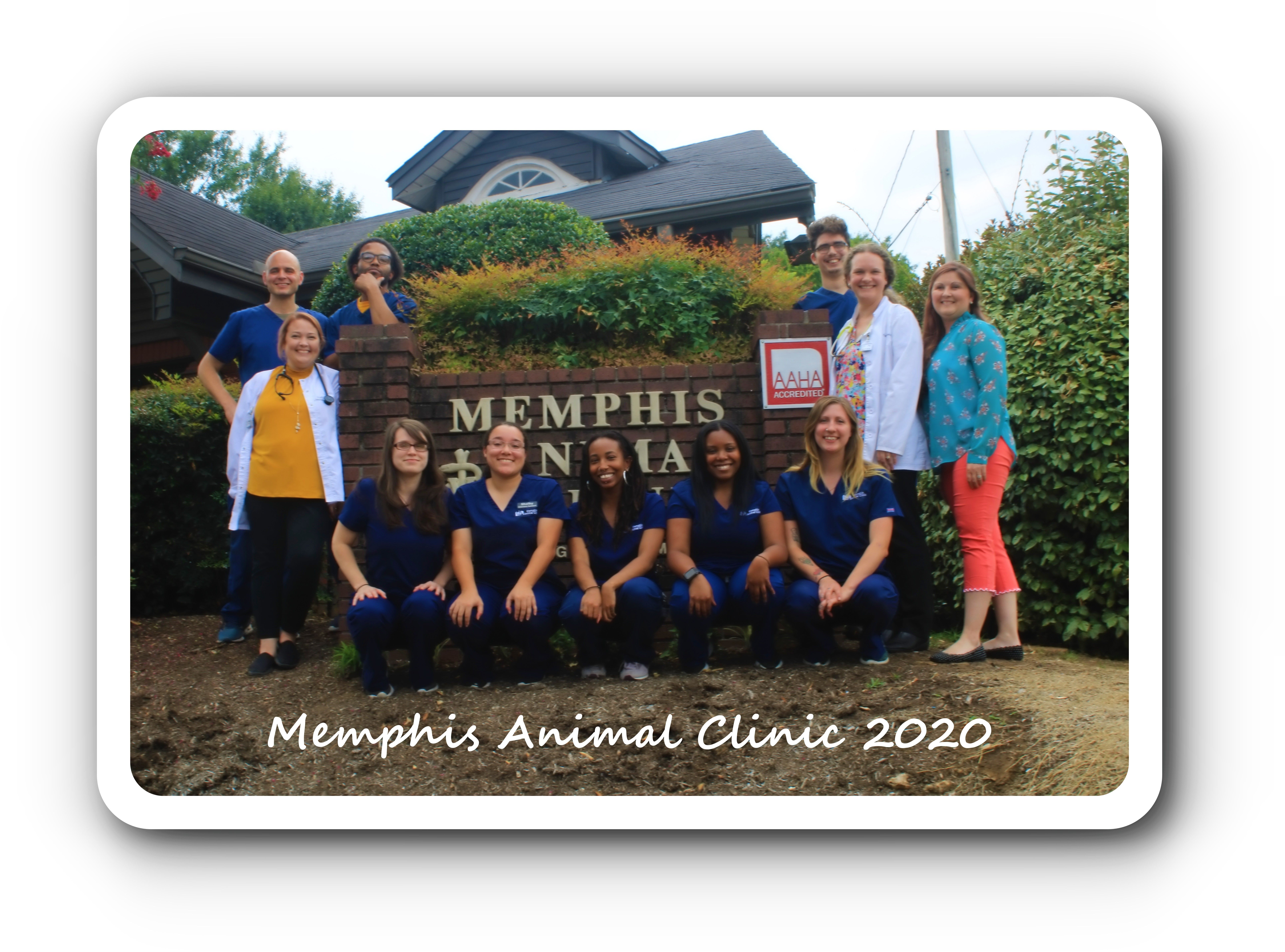 Contact Vet In Memphis Tn By Memphis Animal Clinic