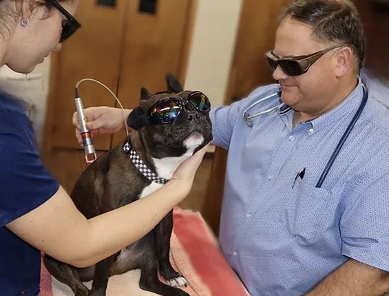 Laser Therapy for French Bulldogs