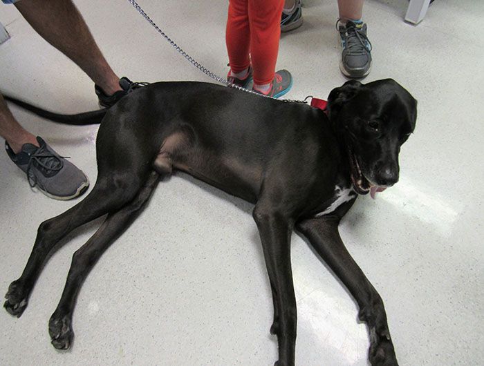 dog lying down