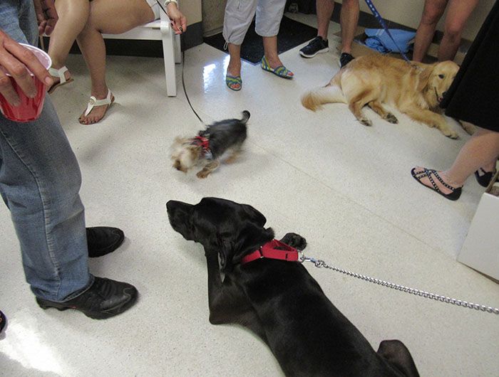 dogs lying down