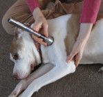 cold laser therapy for pets
