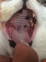 oral health and cold laser therapy