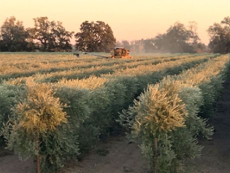 Olive Orchard Investment