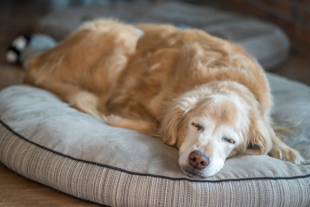 How Chiropractic Care Can Enhance the Quality of Life for Senior Pets