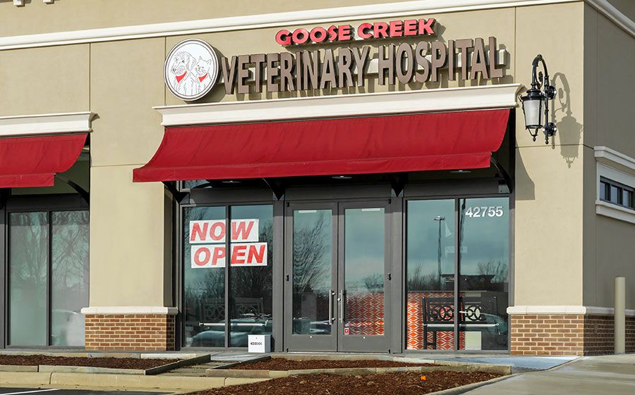 Hospital Tour at Goose Creek Veterinary Hospital, Ashburn Vet