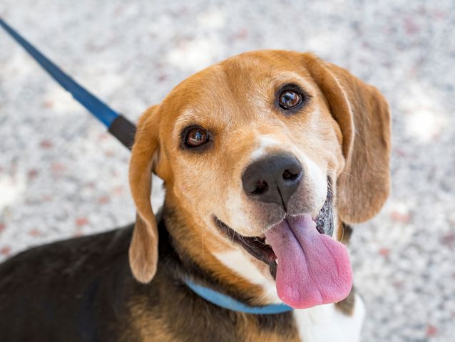 happy dog