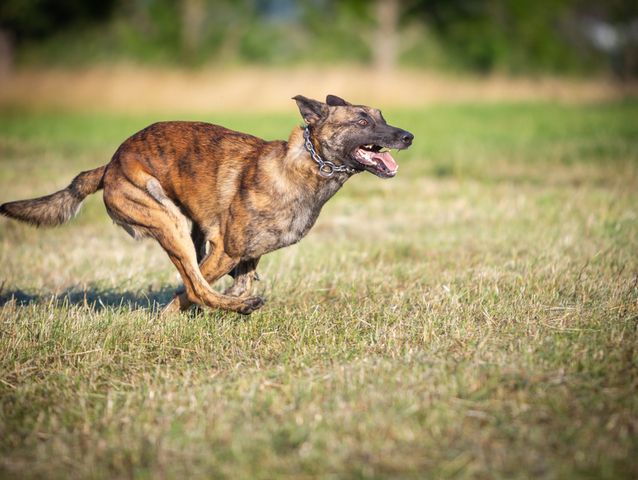 running dog