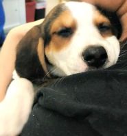 BELLE'S PUPPIES
