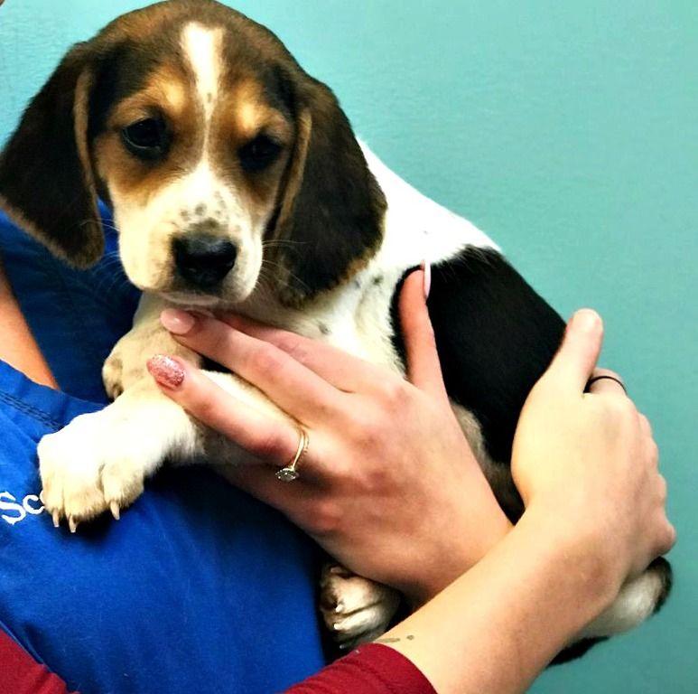 puppy