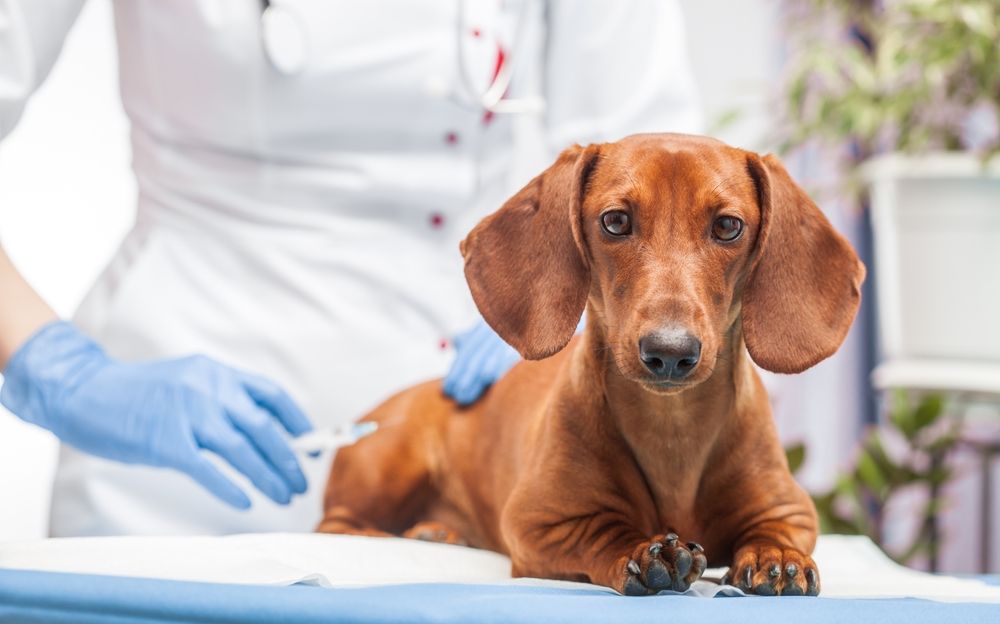 What Vaccines Are Most Essential for Dogs?