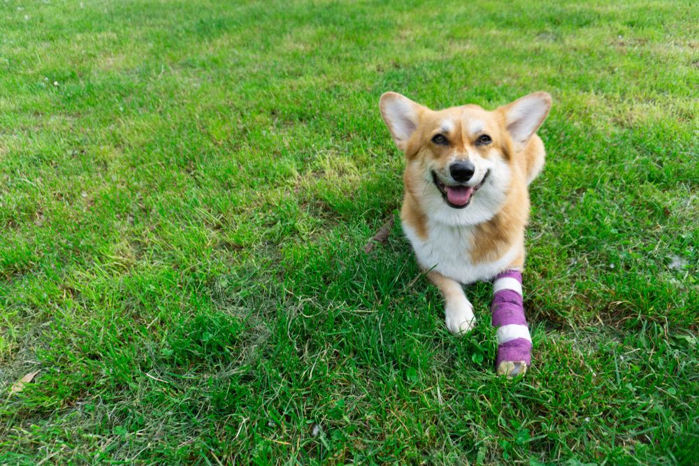 Cold Laser Therapy: Noninvasive Solution for Pet Wound Healing