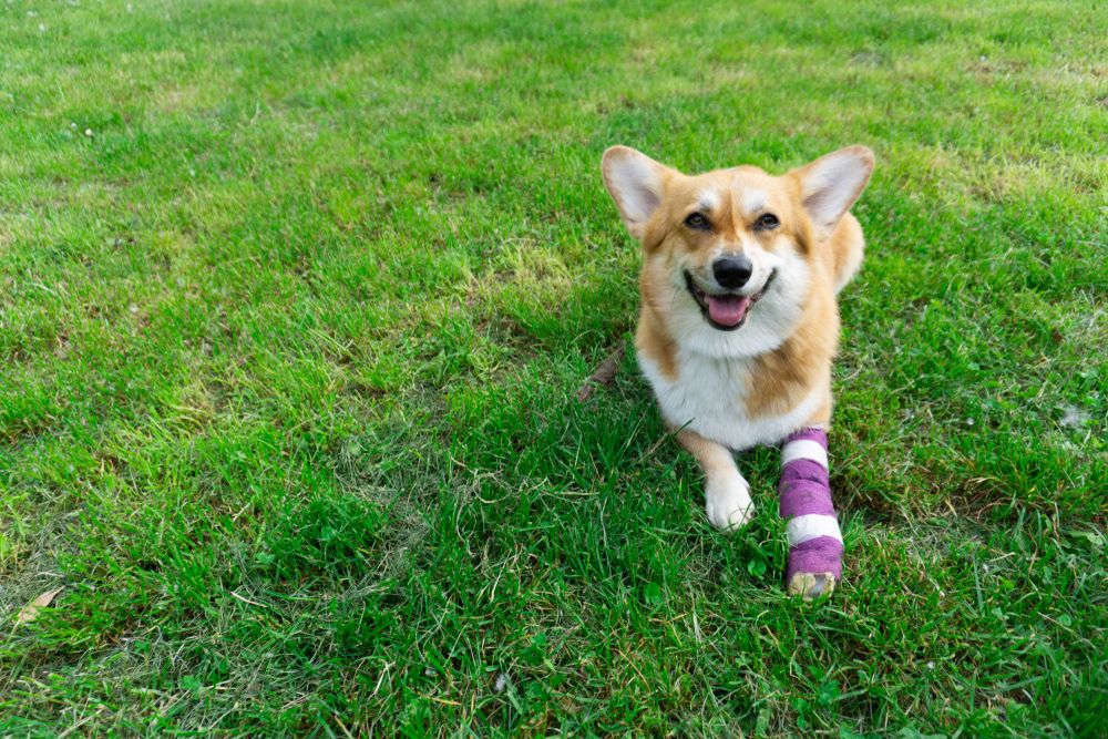 Blog Vet In Milpitas CA Parktown Veterinary Clinic Page 1 top-10-cold-laser-therapy