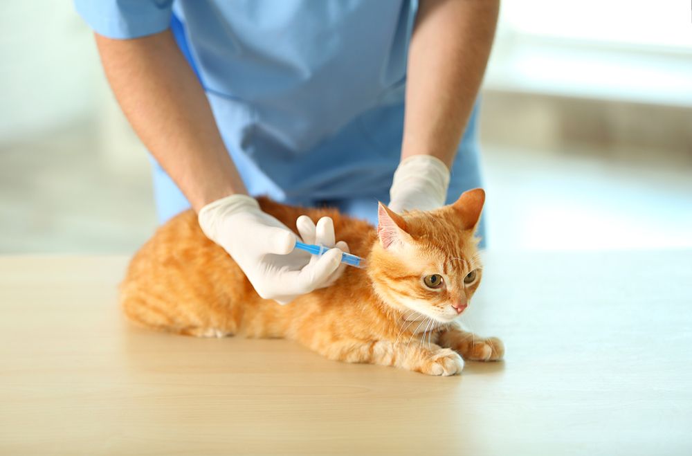 Everything You Need to Know About Pet Vaccinations