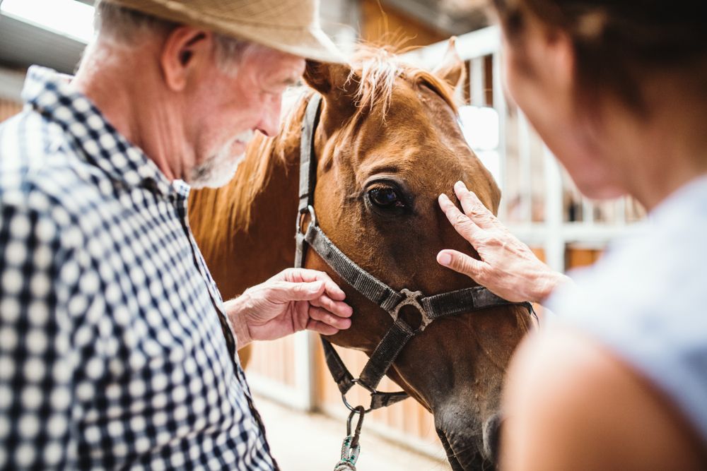 Galloping Through the Golden Years: Senior Horse Well-being Tips