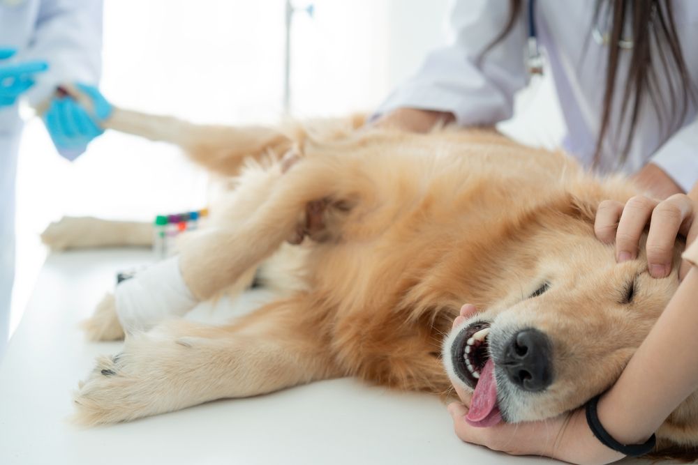 What to Do When Your Furry Friend Needs Emergency Care