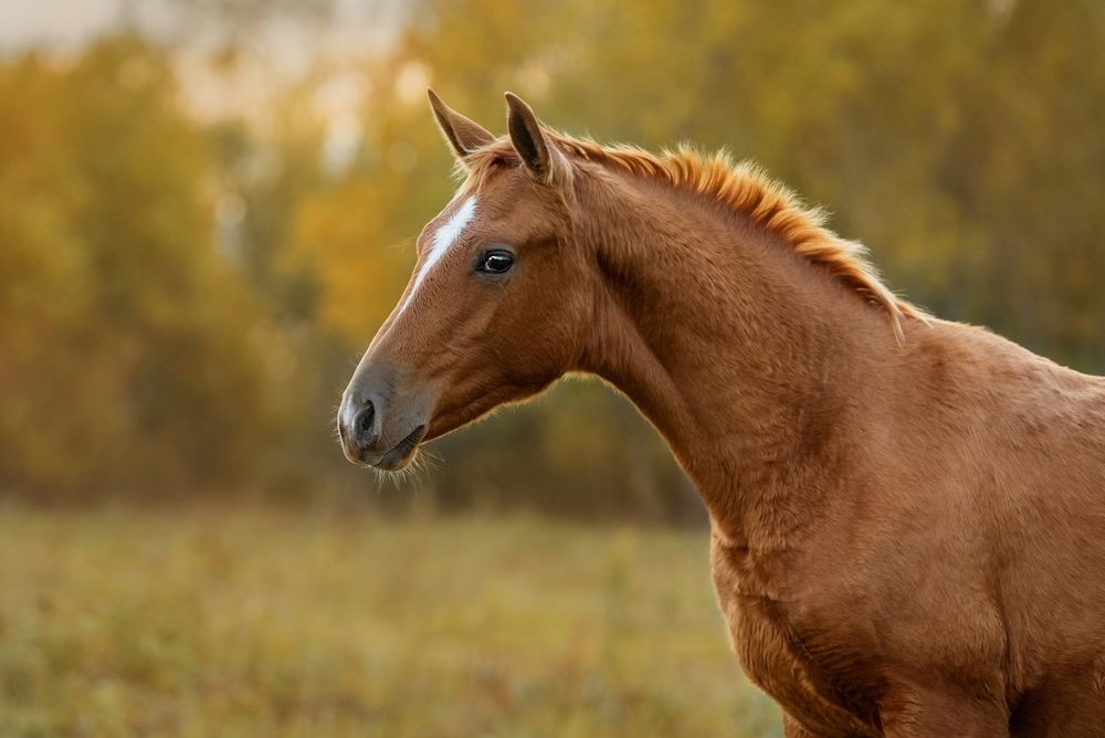 Common Equine Medical Emergencies and What to Do