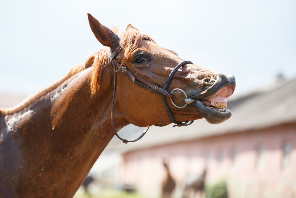 Balanced Bites, Happy Horses: The Connection Between Dental Health and Behavior