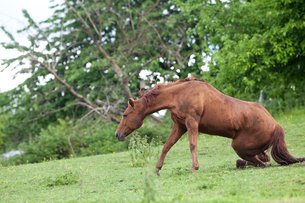 Lameness in Horses: Causes, Treatment, and Prevention