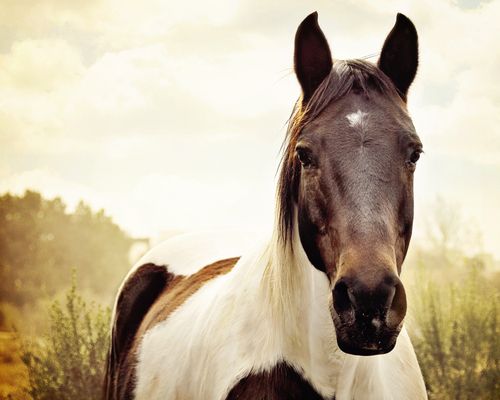 Managing Pregnancy in Mares: Tips for a Successful Foaling