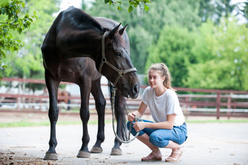 A Guide to Horse Ownership for Beginners