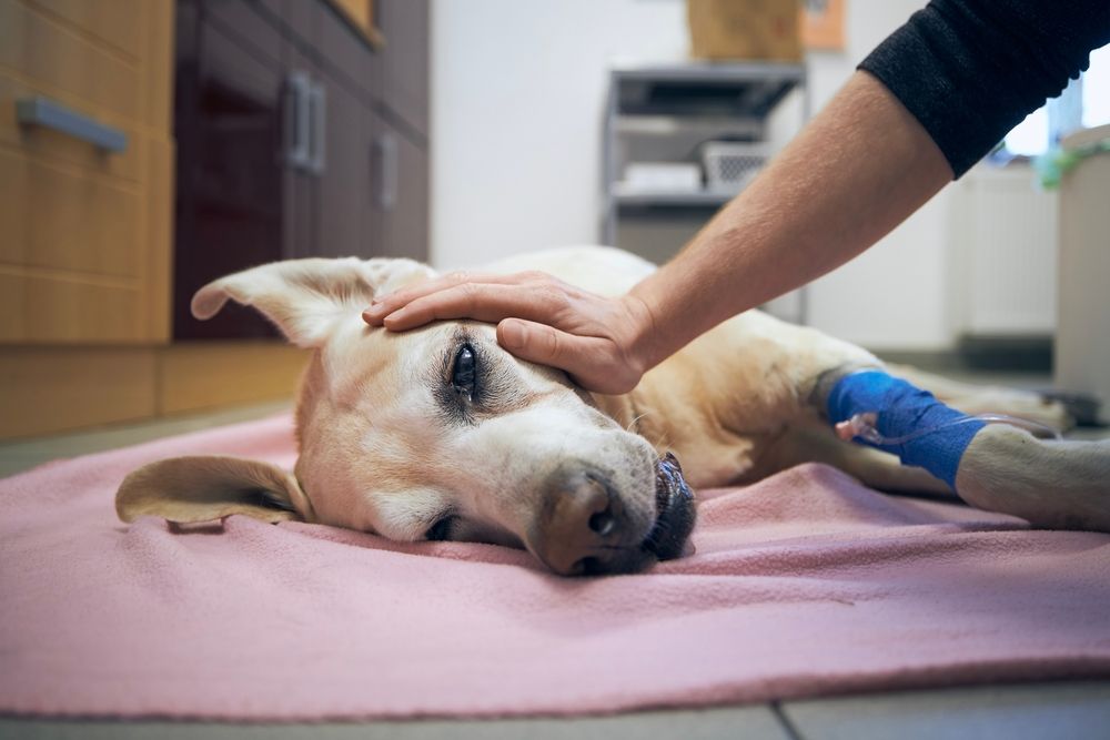 Emergency Veterinary Services: What to Expect