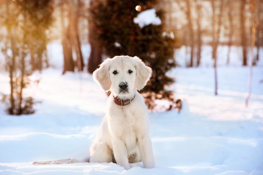 How to Keep Pets Safe in the Cold Winter Month