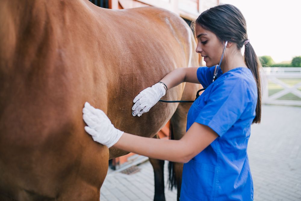 How to Choose the Best Equine Vet