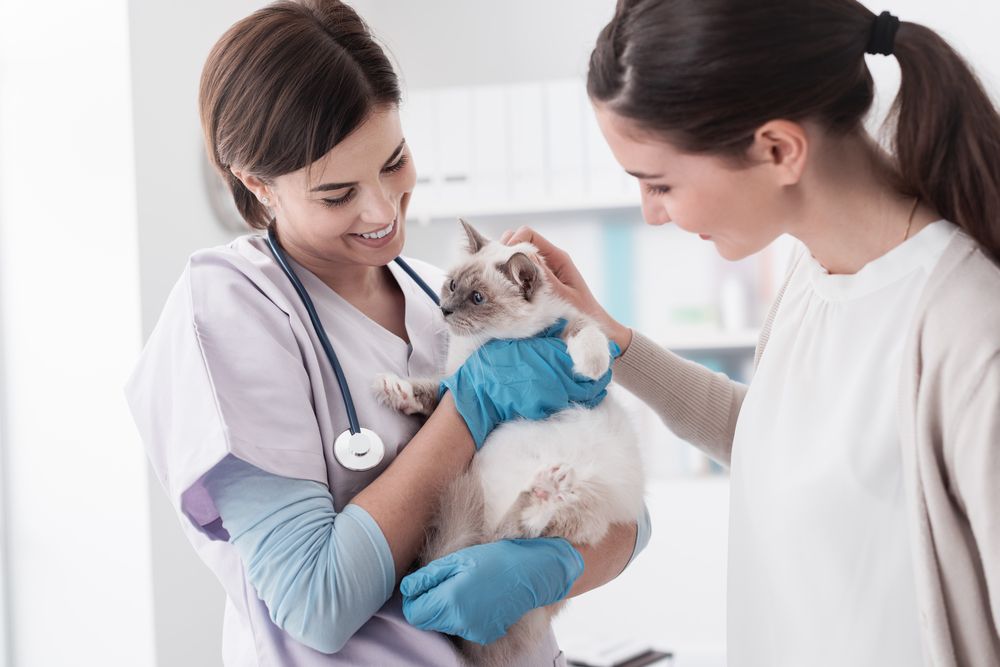 vets taking care of a cat