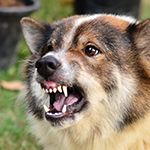 Dealing With Aggressive Behavior in Dogs