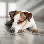 Canine Distemper: What You Need To Know