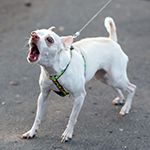 Dealing With Incessant Barking