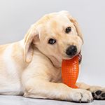 Remedies for Destructive Chewing