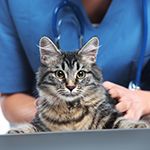A Valuable Physical Exam Skill for Pet Owners