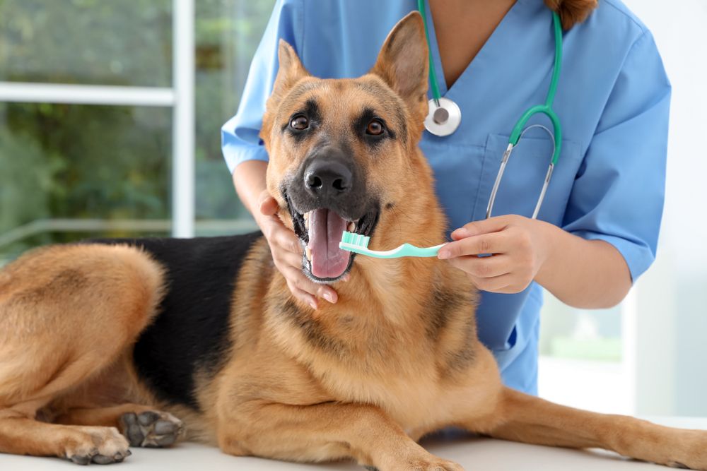 Preventive Care for Pets: The Role of Regular Teeth Cleanings