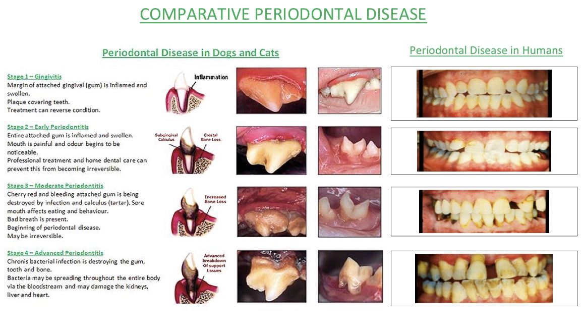 what can i give my dog for gum disease