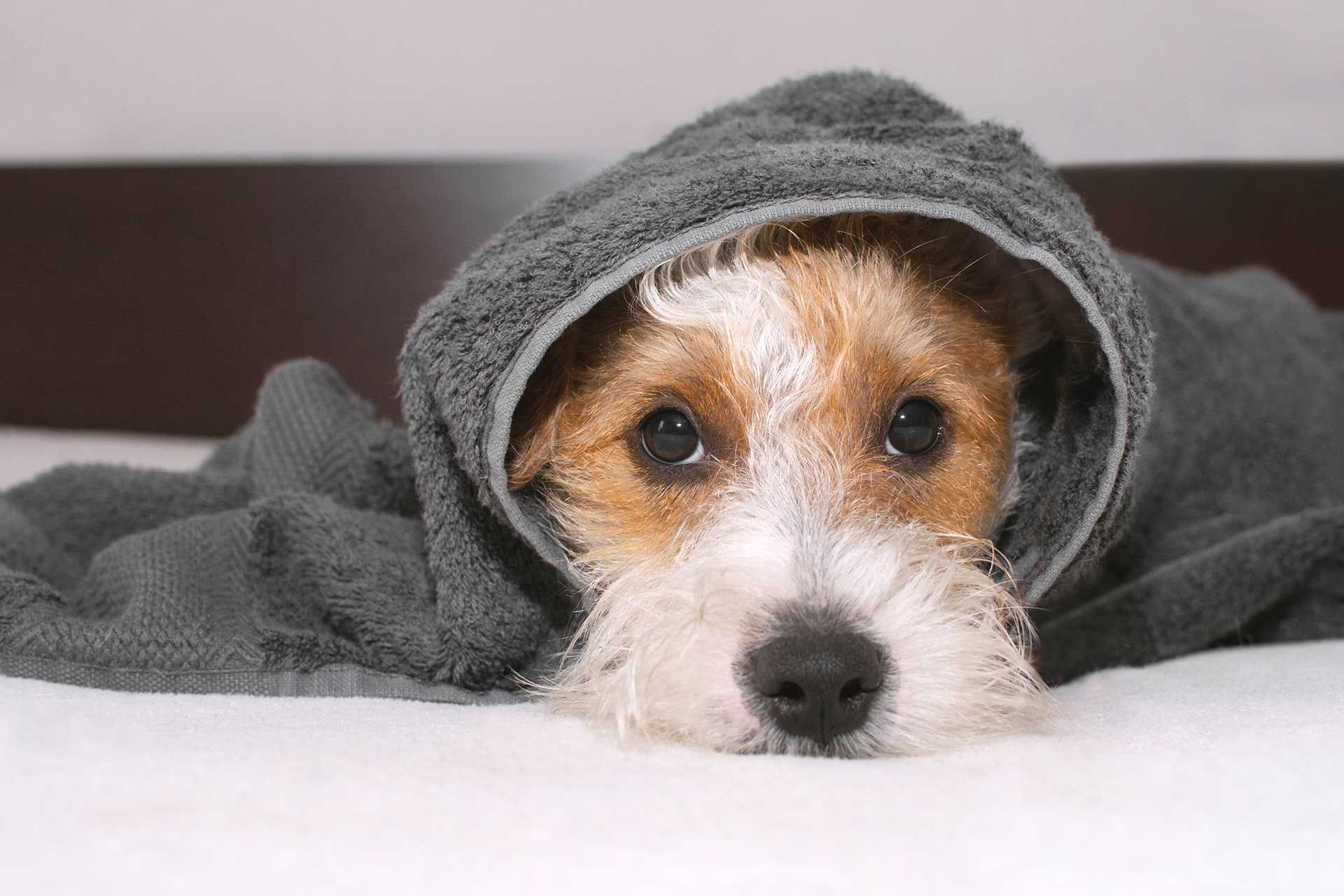 dog daycare salem oregon dog daycare salem oregon