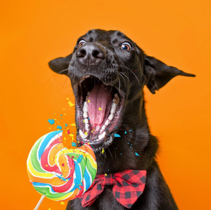 Dogs are sweet enough: Chocolate & Xylitol Warning