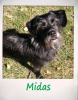 Midas