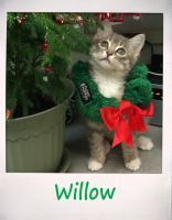 Willow