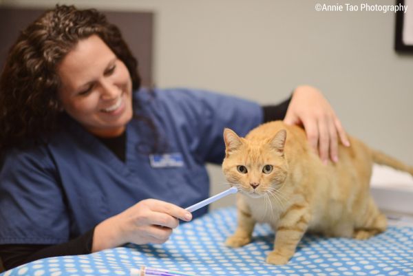 Pet Dental Health