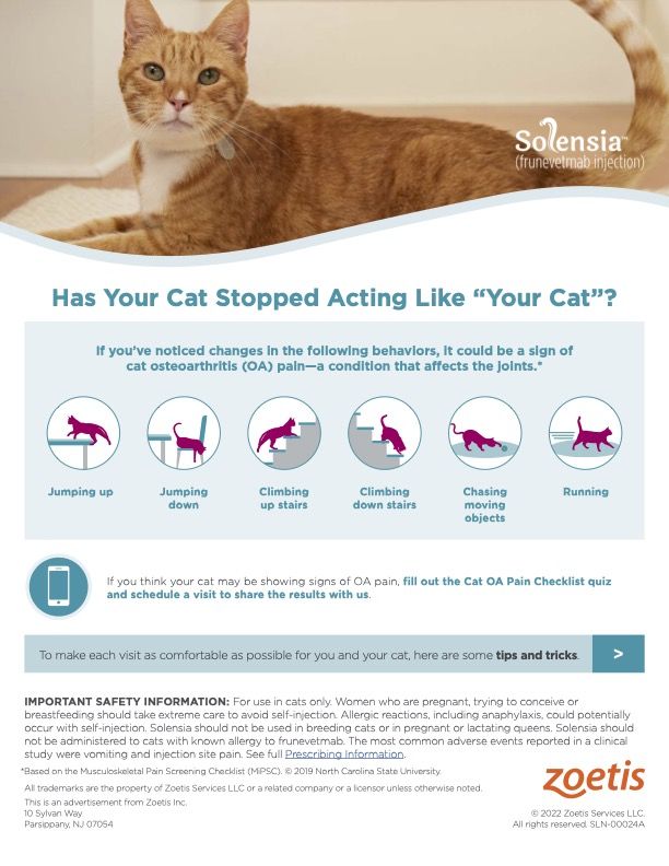 Solensia: Arthritis Medication for Cats