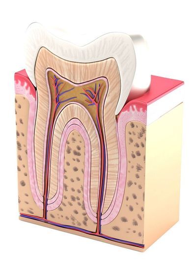 anatomy of the tooth