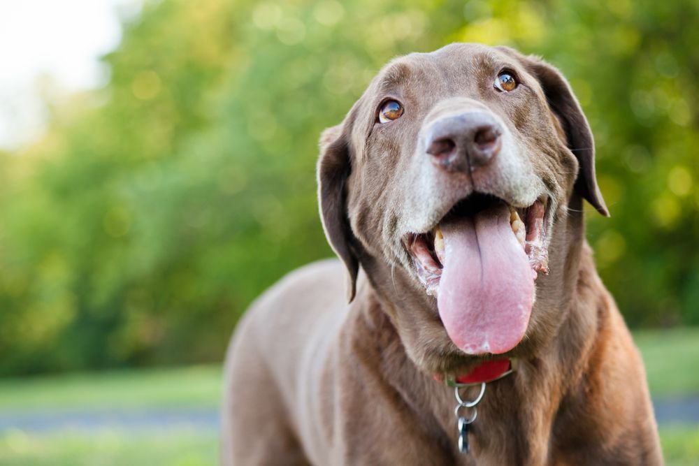 Understanding Pet Drooling: When Is It Normal and When Should You Be Concerned?