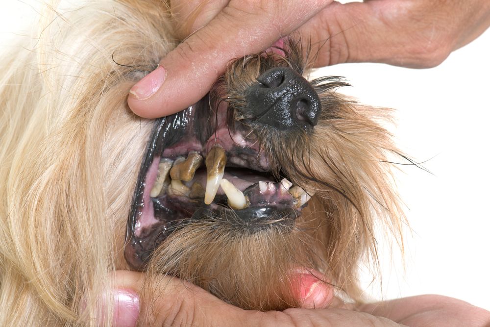 Age-Related Dental Issues in Senior Pets: Understanding the Challenges