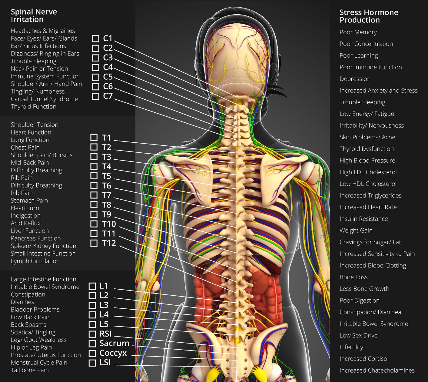 nerve chart