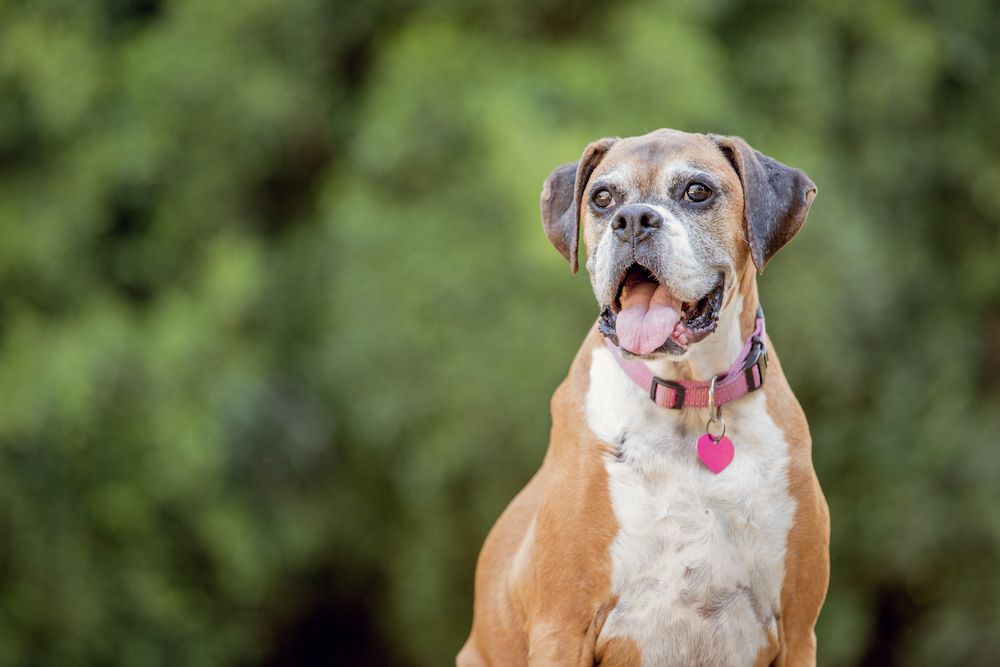 Senior Pet Care: What To Know About Your Aging Pet