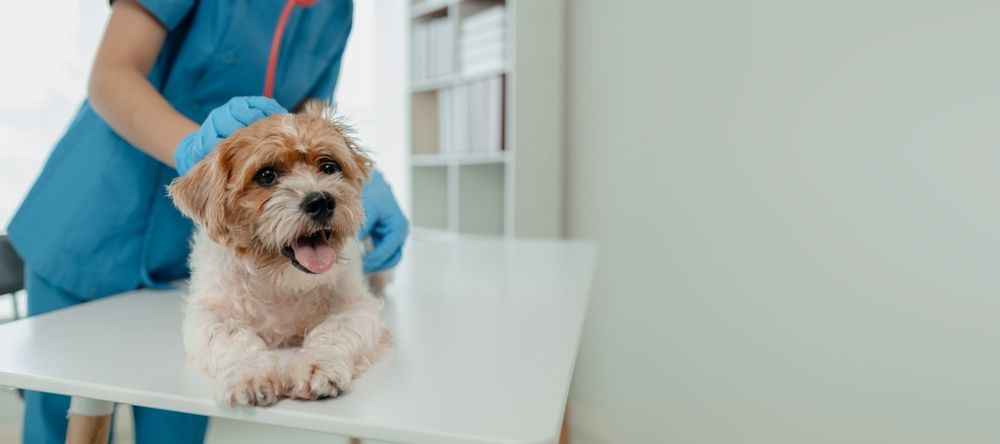 10 Warning Signs Your Dog Needs to Go to the Veterinarian 