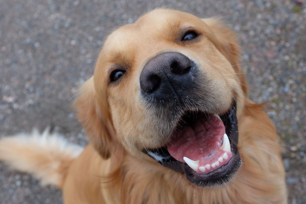 Tips To Keep Your Pet’s Teeth Clean