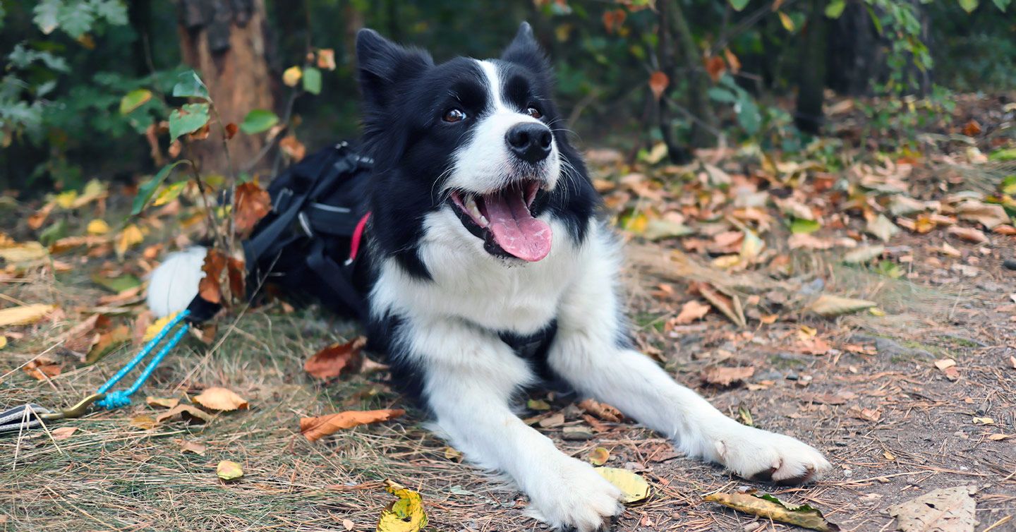  Important Things to Know About Lyme Disease in Dogs