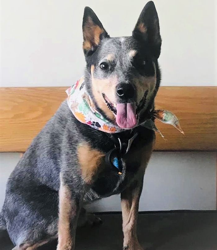 pet with bandana